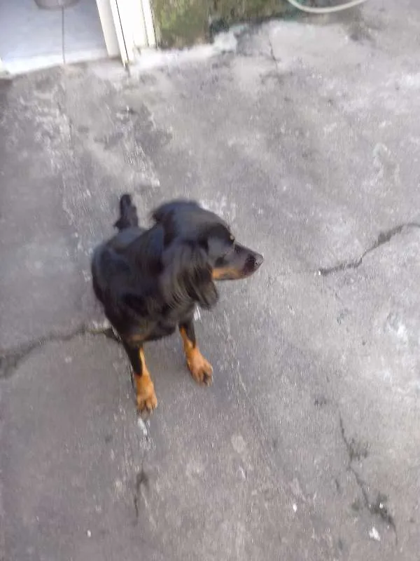 Cachorro raça vira lata  idade 1 ano nome Forlan