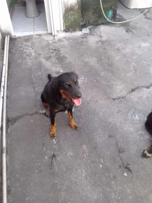 Cachorro raça vira lata  idade 1 ano nome Forlan