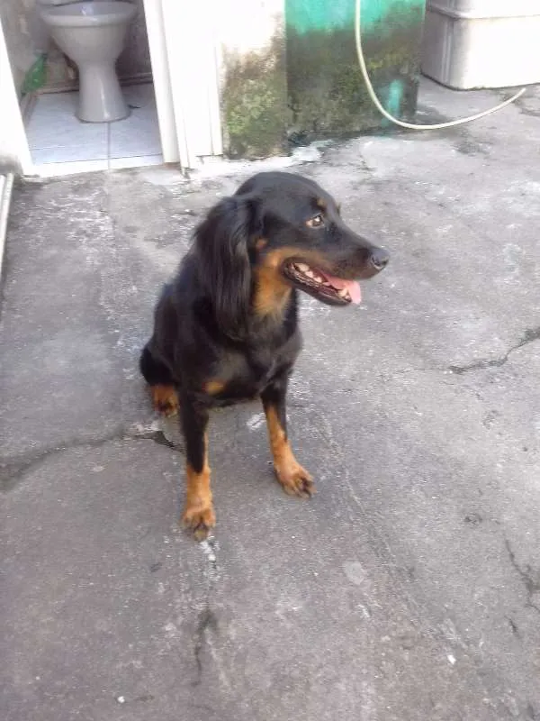 Cachorro raça vira lata  idade 1 ano nome Forlan