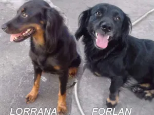 Cachorro raça vira lata  idade 1 ano nome Forlan