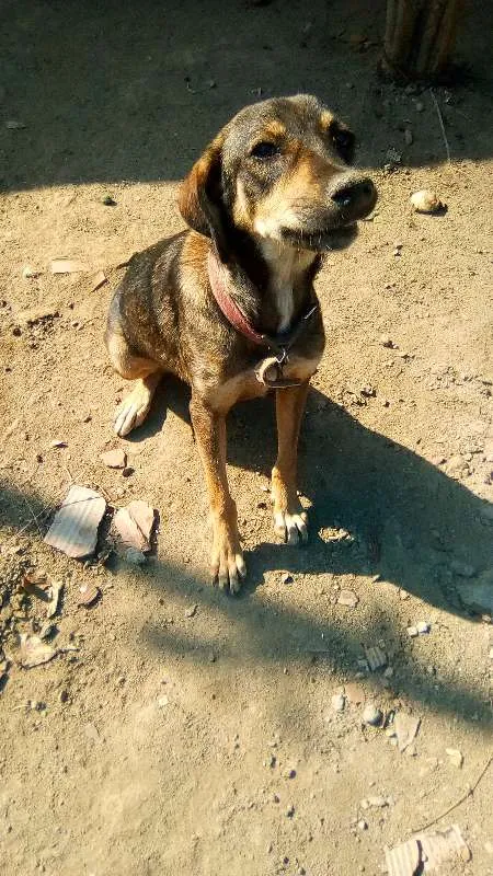 Cachorro ra a Vira-lata misturada idade 1 ano nome Titinha