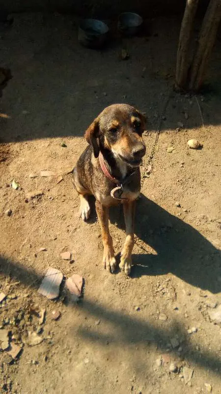 Cachorro ra a Vira-lata misturada idade 1 ano nome Titinha