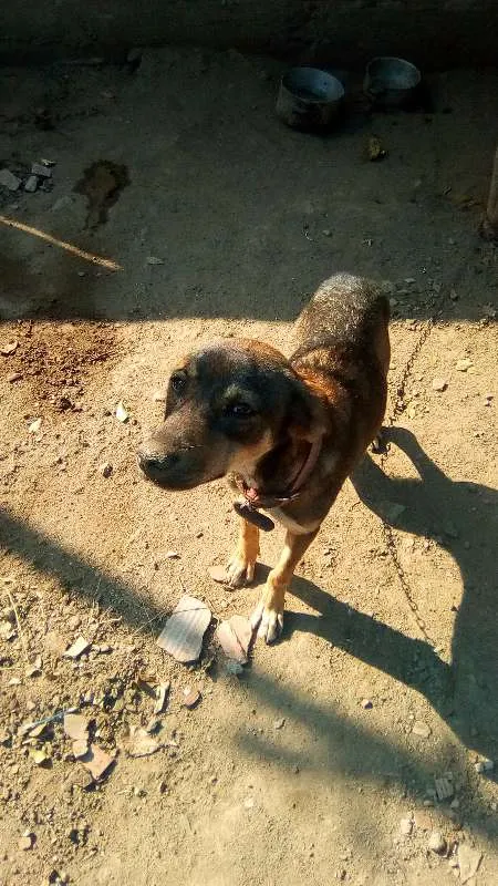 Cachorro ra a Vira-lata misturada idade 1 ano nome Titinha