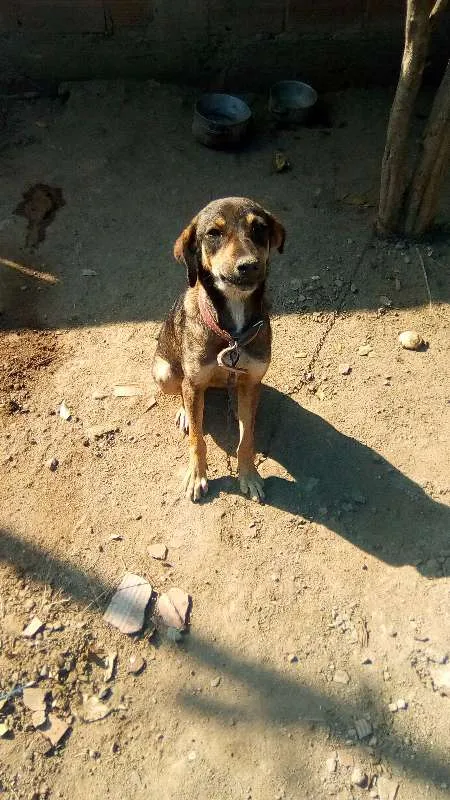 Cachorro ra a Vira-lata misturada idade 1 ano nome Titinha