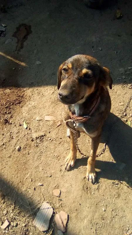 Cachorro ra a Vira-lata misturada idade 1 ano nome Titinha