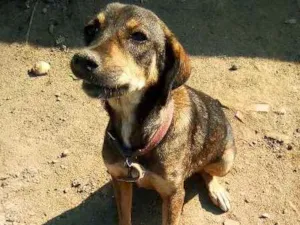 Cachorro raça Vira-lata misturada idade 1 ano nome Titinha