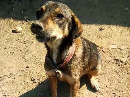 Cachorro ra a Vira-lata misturada idade 1 ano nome Titinha