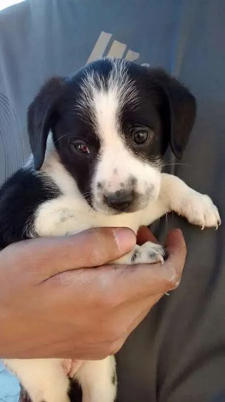 Cachorro ra a Indefinida idade Abaixo de 2 meses nome Filhotes
