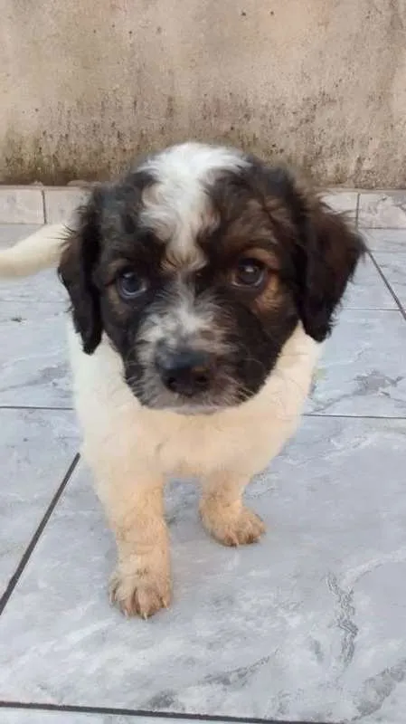 Cachorro ra a Indefinida idade Abaixo de 2 meses nome Filhotes