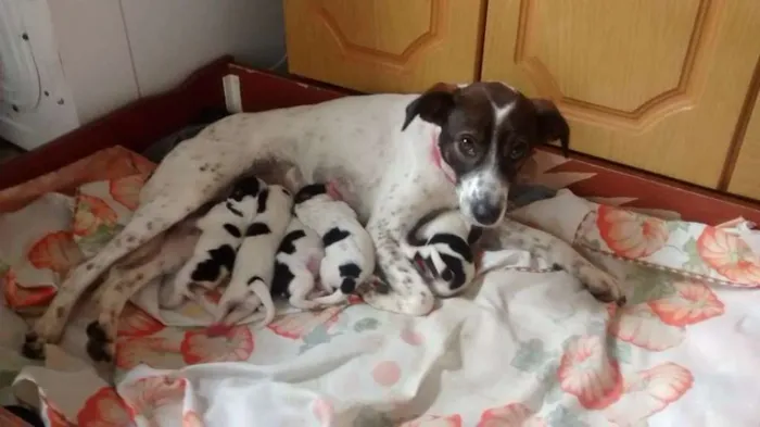 Cachorro ra a Indefinida idade Abaixo de 2 meses nome Filhotes