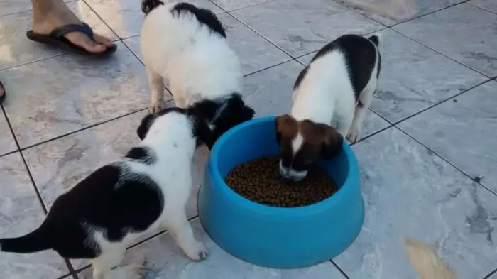 Cachorro ra a Indefinida idade Abaixo de 2 meses nome Filhotes