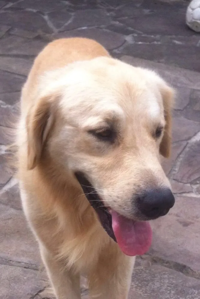 Cachorro ra a Golden idade 6 ou mais anos nome Mike 