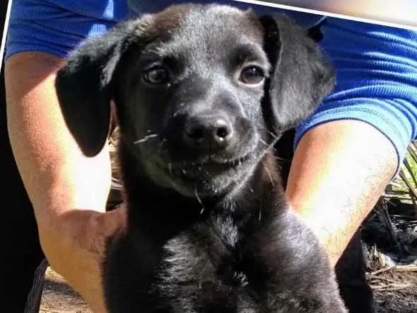 Cachorro ra a Labrador  idade 2 a 6 meses nome Belinha