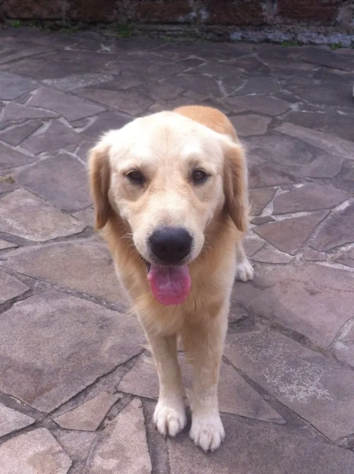 Cachorro ra a Golden idade 6 ou mais anos nome Mike 