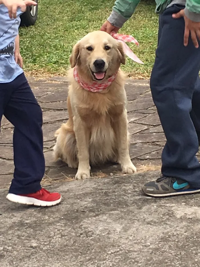 Cachorro ra a Golden idade 6 ou mais anos nome Mike 