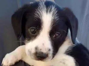 Cachorro raça Indefinida idade Abaixo de 2 meses nome Filhotes