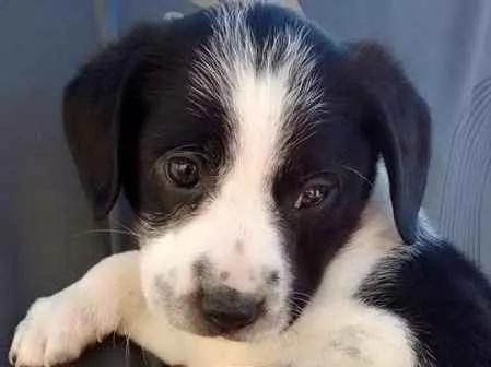 Cachorro ra a Indefinida idade Abaixo de 2 meses nome Filhotes