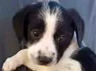 Cachorro raça Indefinida idade Abaixo de 2 meses nome Filhotes