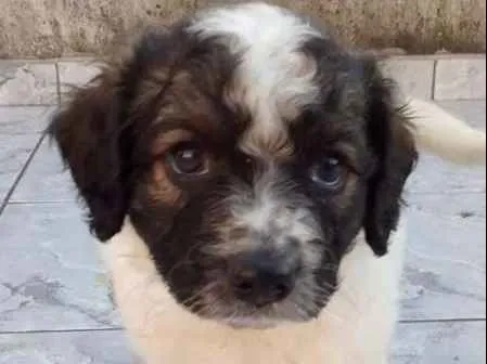 Cachorro ra a Indefinida idade Abaixo de 2 meses nome Filhotes