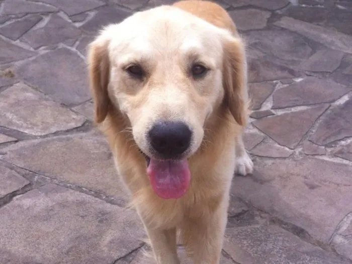 Cachorro ra a Golden idade 6 ou mais anos nome Mike 