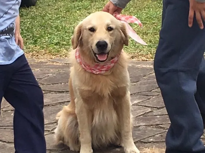 Cachorro ra a Golden idade 6 ou mais anos nome Mike 