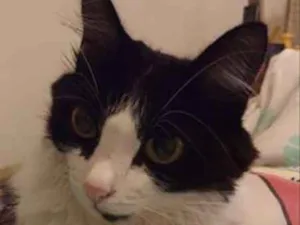 Gato raça Frajola idade 3 anos nome Chila GRATIFICA