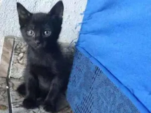 Gato raça Siamês/misturado idade Abaixo de 2 meses nome sem nome