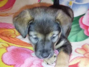 Cachorro raça Pastor alemao idade 2 a 6 meses nome Mimi