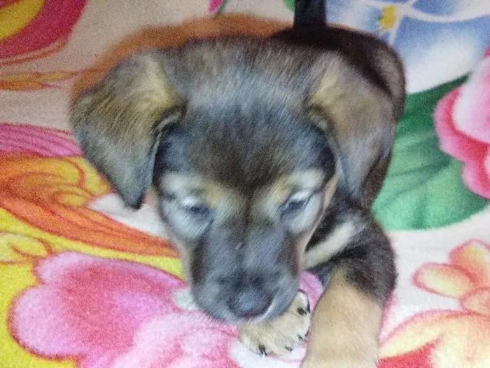 Cachorro ra a Pastor alemao idade 2 a 6 meses nome Mimi
