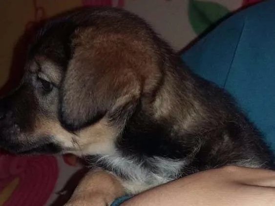 Cachorro ra a Pastor alemao idade 2 a 6 meses nome Mimi