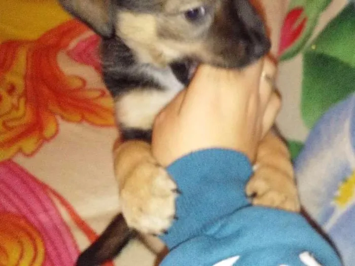 Cachorro ra a Pastor alemao idade 2 a 6 meses nome Mimi