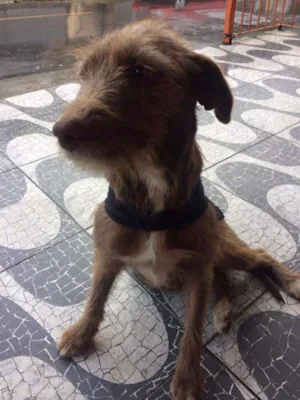 Cachorro raça Vira lata idade 3 anos nome Mel