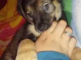 Mimi