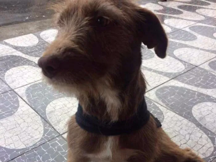 Cachorro raça Vira lata idade 3 anos nome Mel