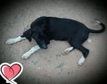 Cachorro raça Srd  idade 2 a 6 meses nome Safira 