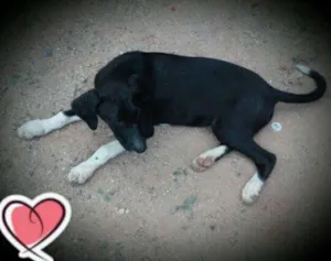 Cachorro raça Srd  idade 2 a 6 meses nome Safira 