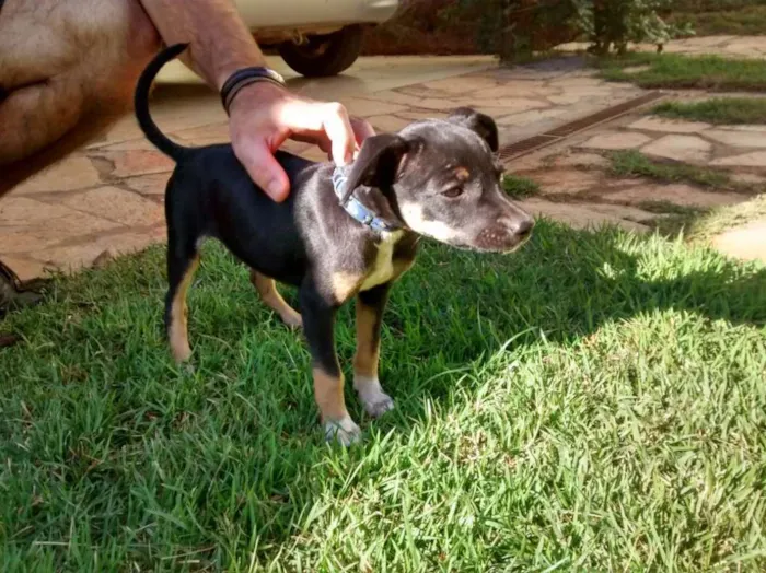 Cachorro ra a SRD idade Abaixo de 2 meses nome Sem Nome