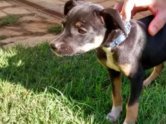 Cachorro ra a SRD idade Abaixo de 2 meses nome Sem Nome