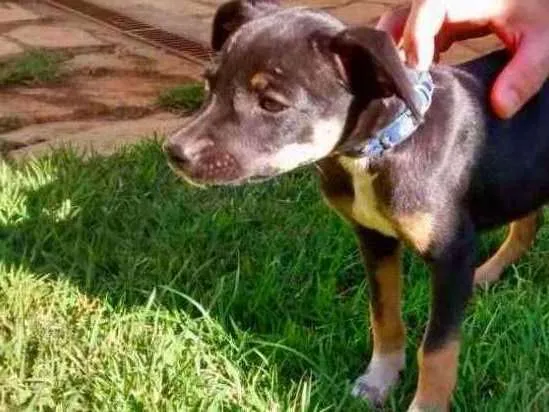 Cachorro ra a SRD idade Abaixo de 2 meses nome Sem Nome