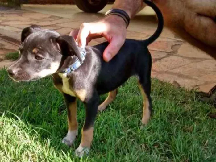 Cachorro ra a SRD idade Abaixo de 2 meses nome Sem Nome