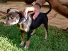 Cachorro raça SRD idade Abaixo de 2 meses nome Sem Nome