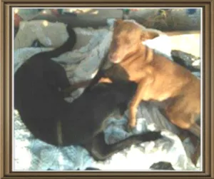 Cachorro raça Srd  idade 1 ano nome Sorriso e Mel