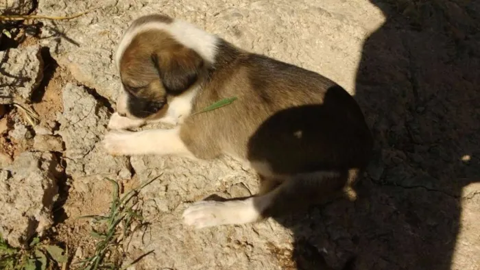 Cachorro raça Vira lata pequeno idade 2 a 6 meses nome Tiao