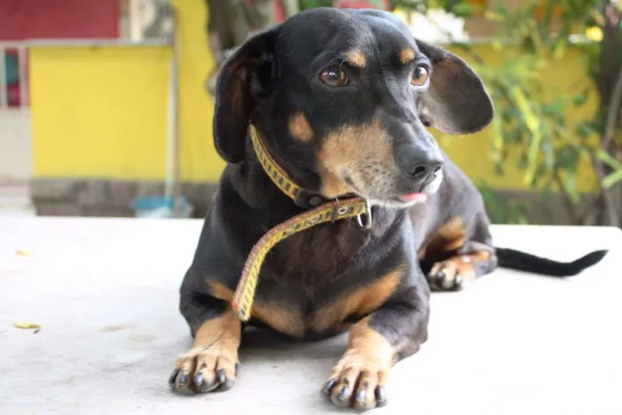 Cachorro ra a Dachshund idade 5 anos nome Baiano