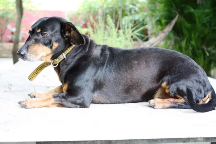 Cachorro ra a Dachshund idade 5 anos nome Baiano