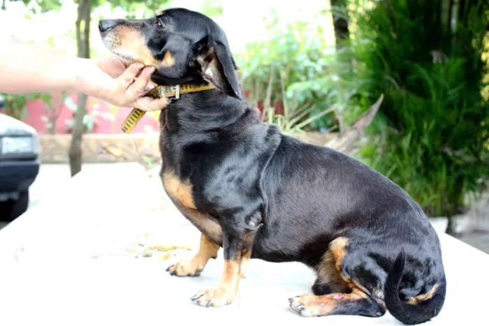 Cachorro ra a Dachshund idade 5 anos nome Baiano