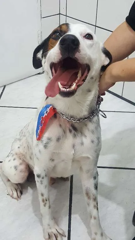 Cachorro ra a Vira lata idade 1 ano nome Pirata