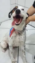 Pirata
