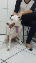 Pirata
