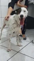 Pirata